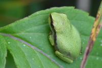 Hyla arborea