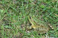 Pelophylax kl. esculentus