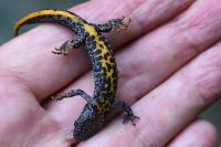 Triturus cristatus