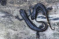 Triturus cristatus