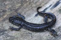 Triturus cristatus