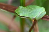 Hyla arborea
