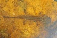 Salamandra salamandra