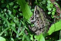 Pelophylax kl. esculentus