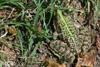 Pelophylax kl. esculentus