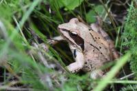 Rana dalmatina