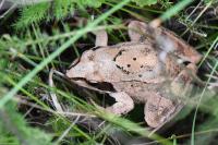 Rana dalmatina