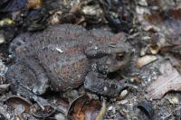 Bufo