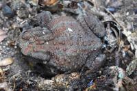 Bufo