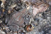 Bufo