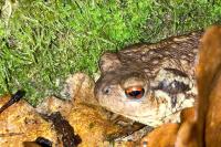 Bufo spinosus