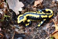 Salamandra salamandra