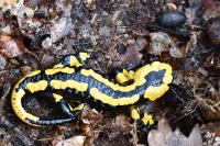 Salamandra salamandra