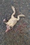 Bufo