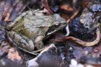 Rana temporaria