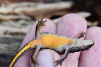 Lissotriton helveticus