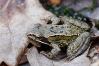 Rana temporaria