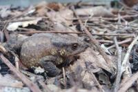 Bufo