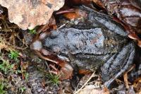 Rana temporaria