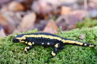 Salamandra salamandra