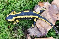 Salamandra salamandra