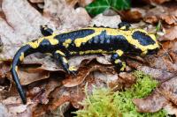 Salamandra salamandra