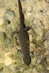 Ichthyosaura alpestris