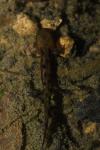 Salamandra salamandra