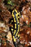 Salamandra salamandra
