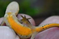 Lissotriton helveticus