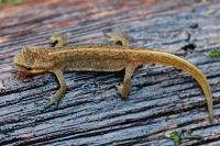 Lissotriton helveticus