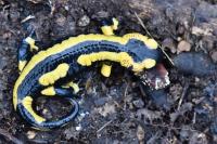Salamandra salamandra