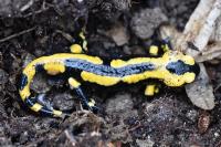 Salamandra salamandra