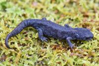 Ichthyosaura alpestris