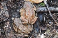 Bufo