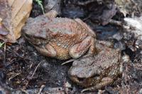 Bufo