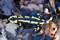Salamandra salamandra