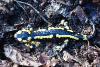 Salamandra salamandra