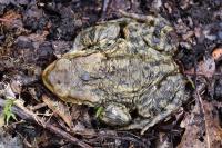 Bufo