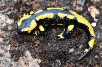 Salamandra salamandra