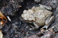 Bufo