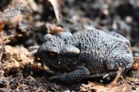 Bufo