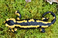 Salamandra salamandra