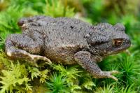 Bufo