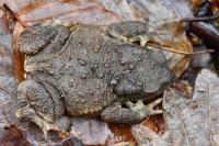 Bufo