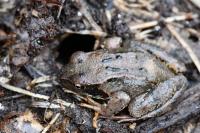 Rana temporaria