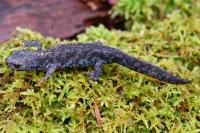Ichthyosaura alpestris