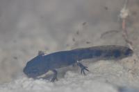 Salamandra salamandra