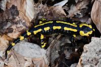Salamandra salamandra