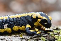 Salamandra salamandra